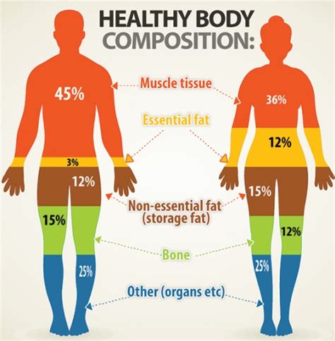 Delving into Anna Zahl's Body Composition and Physical Fitness