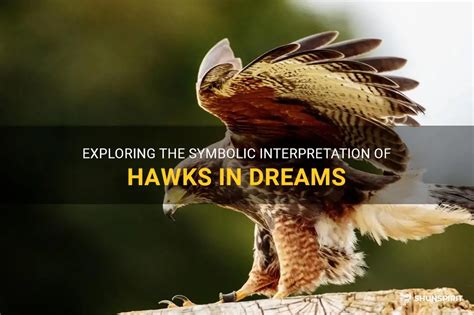 Delving into the Cultural and Folkloric Meanings of Hawks in Dream Interpretation