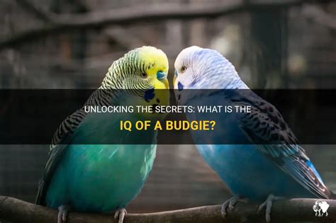 Delving into the Enigma of Budgerigar Intelligence