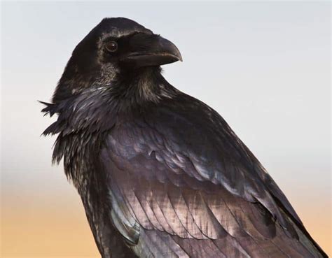 Delving into the Folklore: Ravens in Ancient Myths
