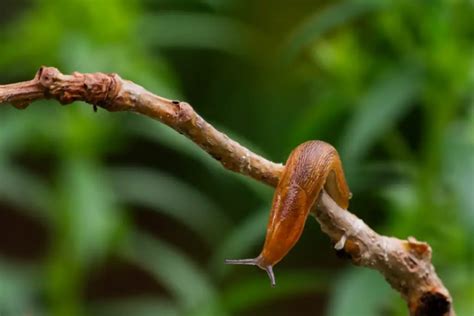 Delving into the Psychological Significance of Dreams Involving the Consumption of Slugs