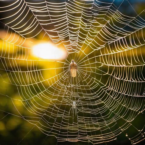 Delving into the Subconscious Associations of Spider Consumption Dreams