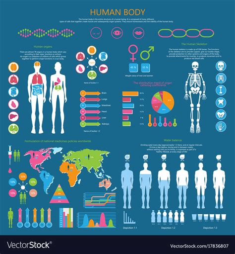 Detailed insights on physique statistics