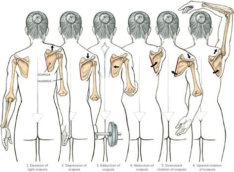 Details about Years, Elevation, and Body Shape