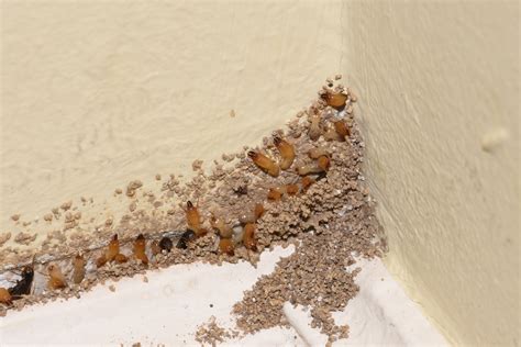 Detecting an Infestation: Signs that you may be experiencing a termite issue