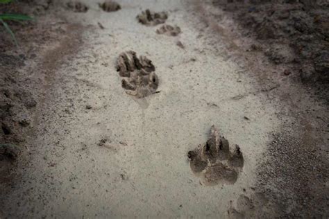 Detecting the Unseen: The Science Behind Animal Footprints