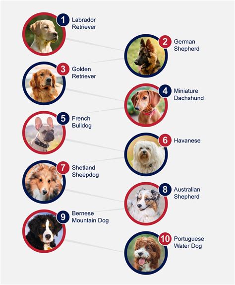 Determining the Best Breed for Your Lifestyle