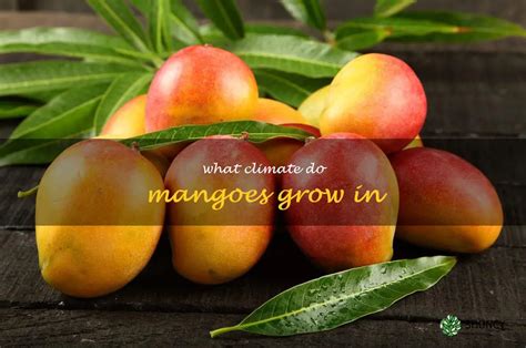 Determining the Ideal Growing Environment for Producing Abundant Mangoes