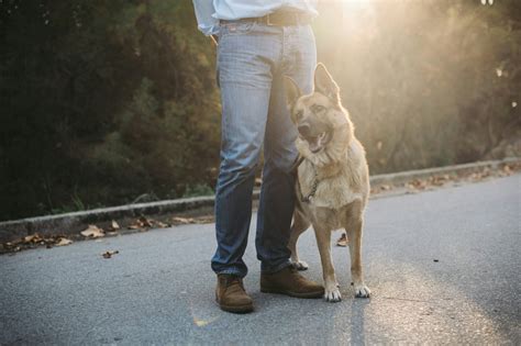 Developing a Strong Bond with Your Beloved Canine Companion