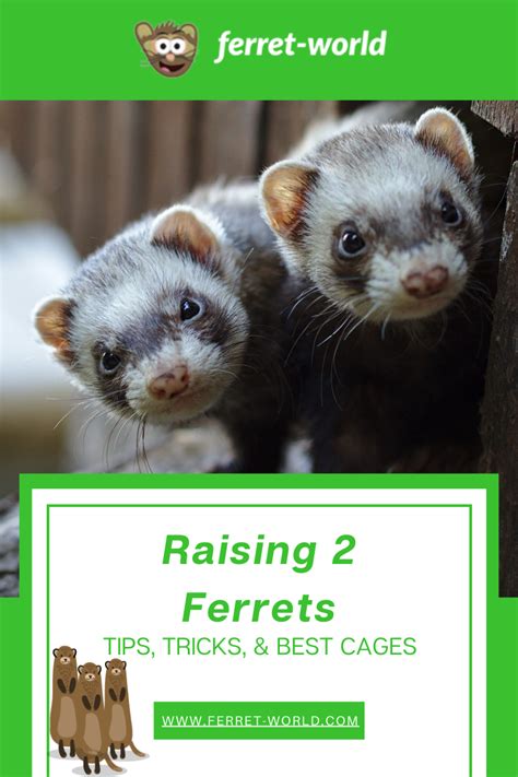 Developing a Strong Connection with Your Ferret: Tips for a Happy and Harmonious Relationship