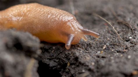 Developing an Effective Strategy for Slug Management