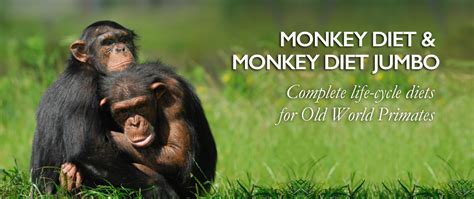 Diet and Nutrition for Companion Monkeys