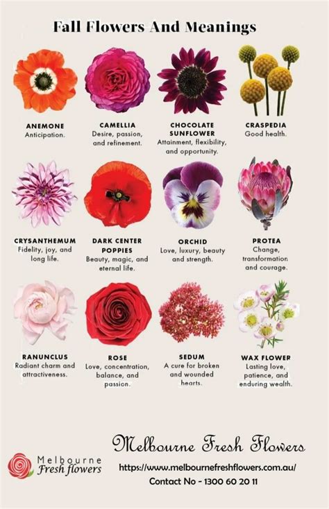 Different Varieties of Blooms and Their Symbolic Meanings