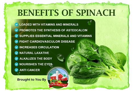 Different Varieties of Fresh Spinach and Their Nutritional Benefits