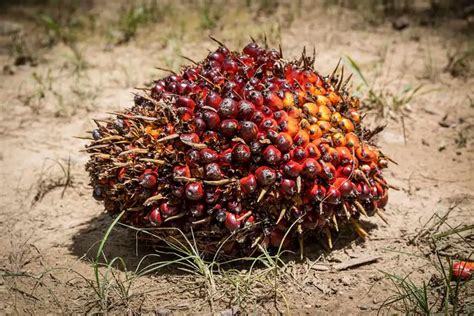 Different Varieties of Palm Fruit