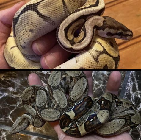 Different Varieties of Pythons: Selecting Your Perfect Pet