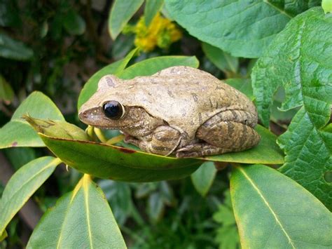 Dipping into the Magical World of Enchanting Amphibians