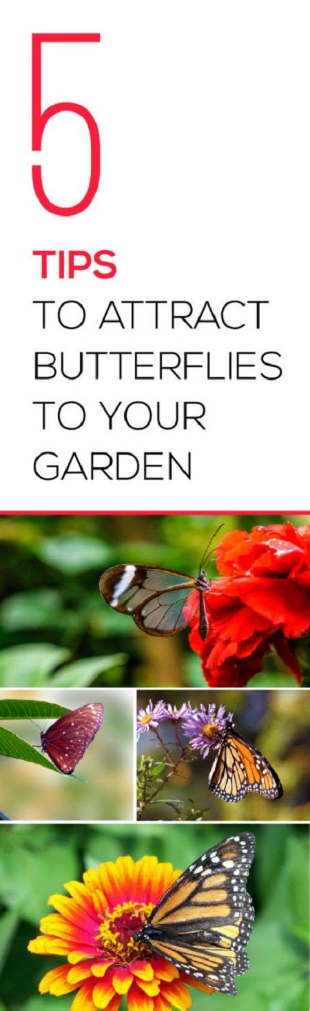 Discover Effective Tips to Attract a Captivating Rainbow Butterfly to Your Garden