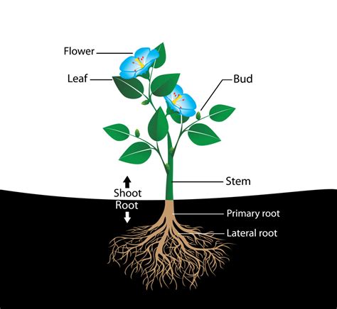 Discover Flower Cho's Roots and Childhood