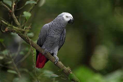 Discover Your African Grey Parrot Adventure