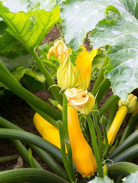 Discover the Art of Growing and Nurturing Lush Squash Plants