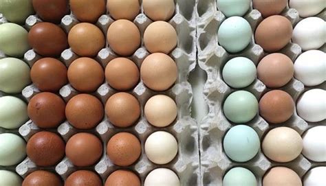 Discover the Distinction in Flavors and Excellence of Farm-Fresh Eggs