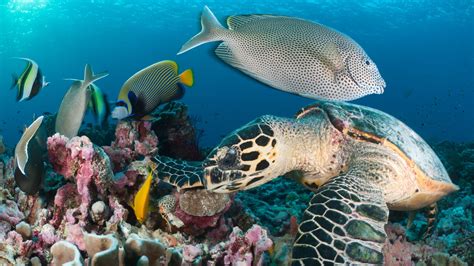 Discover the Enchanting Underwater World of Zanzibar's Breathtaking Coral Reefs