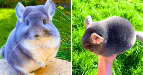 Discover the Enchanting Universe of Chinchillas