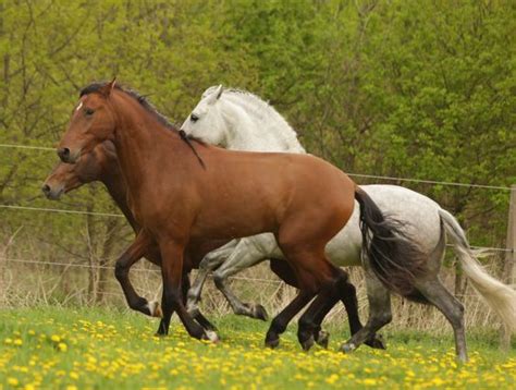 Discover the Enchanting World of Equine Exploration