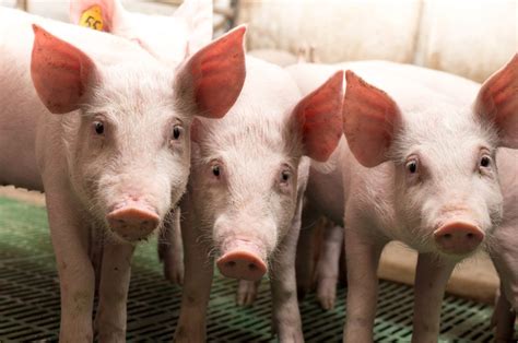 Discover the Key to Cultivating Content and Thriving Piglets