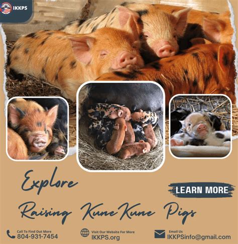 Discover the Magic of Raising Tiny Piglets: Embarking on a Journey of Happiness