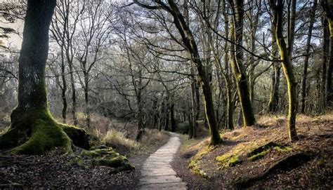 Discover the Mysterious Delights of Ancient Woodlands