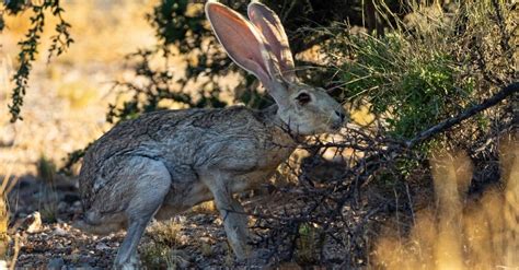 Discover the Remarkable Attributes of Desert Creatures