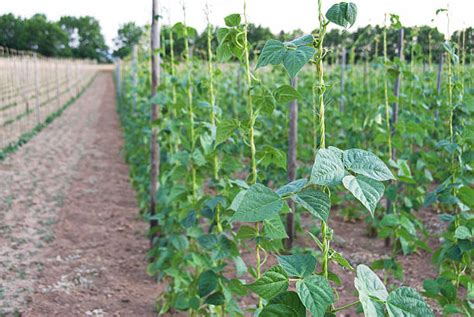 Discover the Secrets to Cultivating Luscious Climbing Legumes