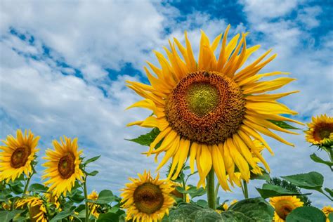 Discover the Splendor of an Enormous Sunflower