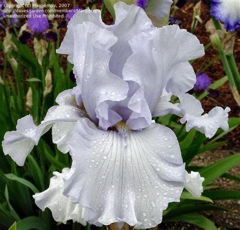 Discover the Stature of Lovely Figure Iris