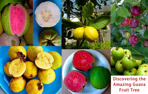 Discover the Versatility of Guava in a Variety of Culinary Delights