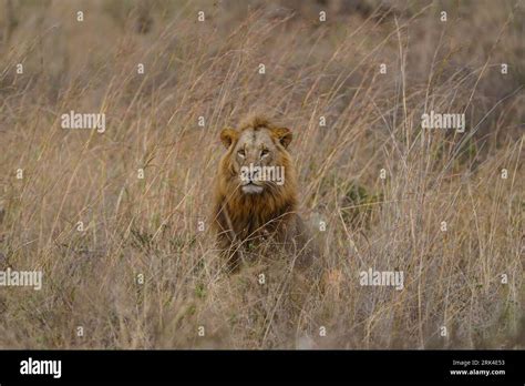 Discovering Alternative Paths to Witness the Majestic Presence of Lions