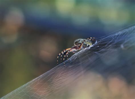 Discovering Captivating Information about the Enchanting Garden Spider