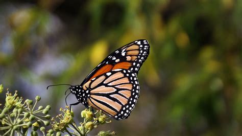 Discovering Fascinating Details about Butterfly Haze