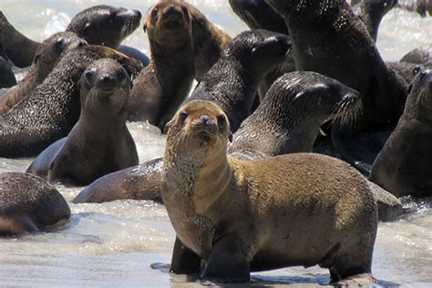 Discovering Inner Power: Insights Gained from Observing Oceanic Lions