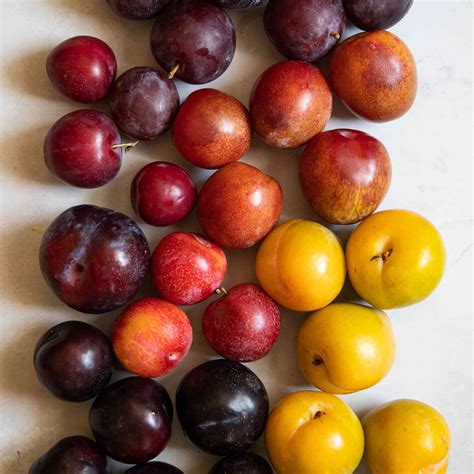 Discovering Plum Varieties: From Sweet to Tart, a Plum for Every Palate