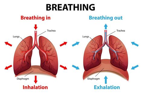 Discovering Various Techniques for Deep Inhalation and Exhalation