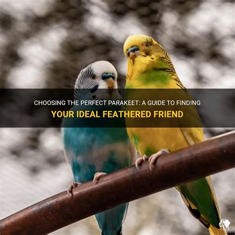 Discovering Your Ideal Feathered Companion: Tips for Selecting the Perfect Parrot