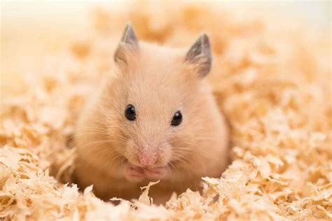 Discovering Your Ideal Hamster: A Step-by-Step Manual to Uncovering the Perfect Match