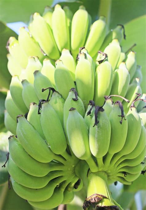 Discovering the Advantages of immature Banana Fruit