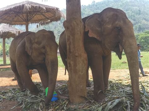 Discovering the Calming Exquisiteness of Elephant Conservatories