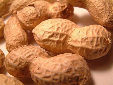 Discovering the Deeper Significance of Monkey Nuts