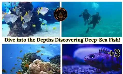 Discovering the Depths: Rare Encounters Await in the Midnight Sea