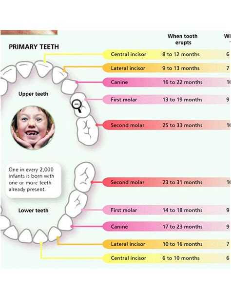 Discovering the Developmental Phases of Baby Tooth Loss